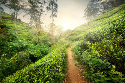 Nuwara Eliya 03