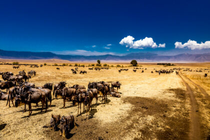 safari 01