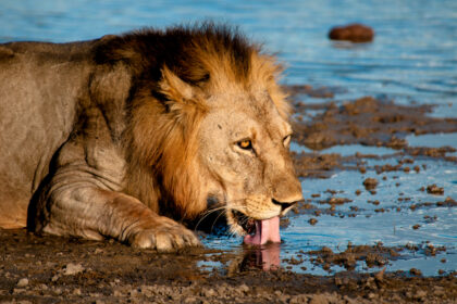 safari 061