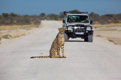 safari 081
