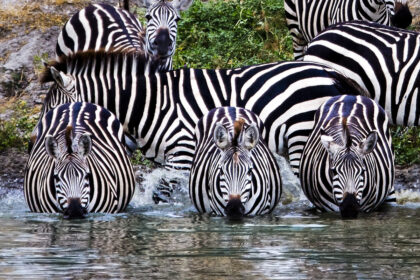 safari 091