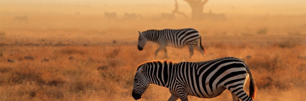 kenia_szczepienia_banner1
