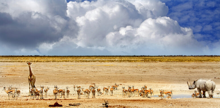 Namibia Self-Drive 4×4 – w rytmie afrykańskiej natury
